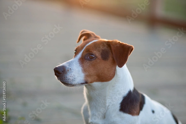 Obraz jack russell terrier