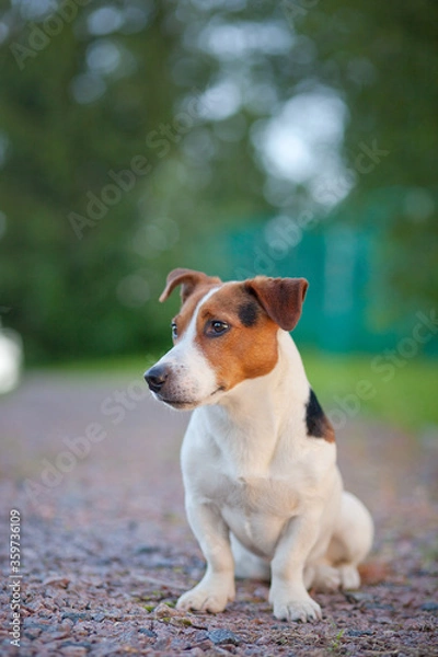 Obraz jack russell terrier