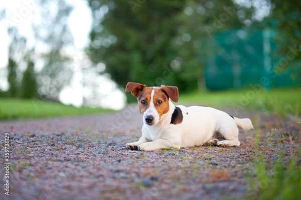 Obraz jack russell terrier