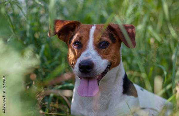 Obraz jack russell terrier