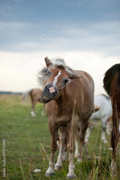 Obraz horse in the field