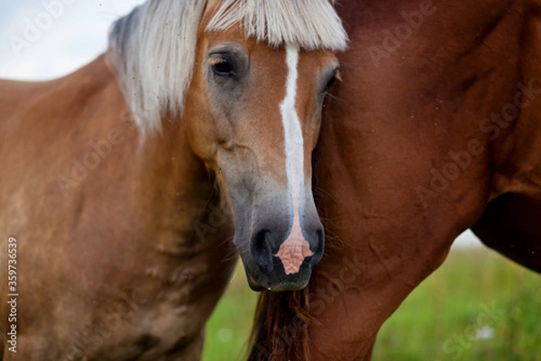Obraz portrait of a horse