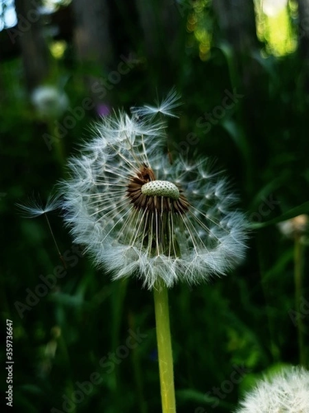 Obraz dandelion seed head