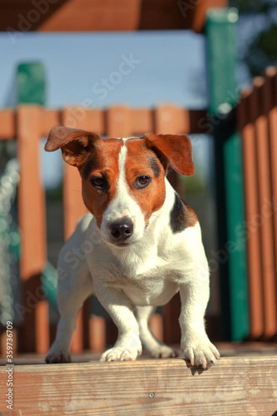 Obraz jack russell terrier