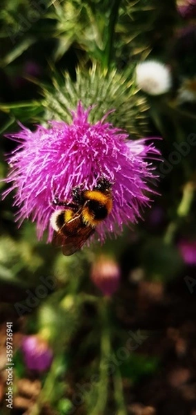 Obraz bee on a flower