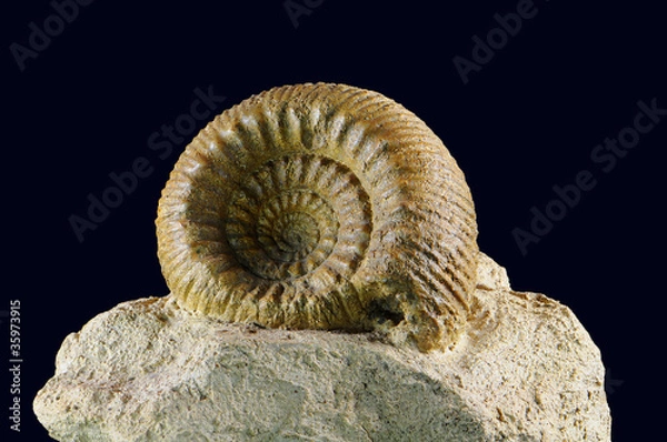 Obraz Ammonite fossile