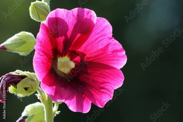 Obraz Translucent alcea rosea flower with a dark background
