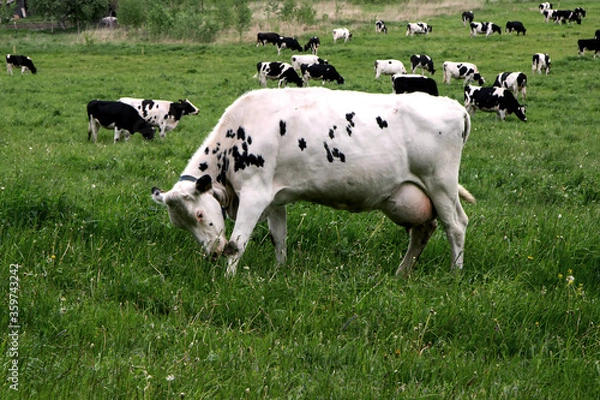 Fototapeta Cows grazing and resting in the middle of the field. white cow close up