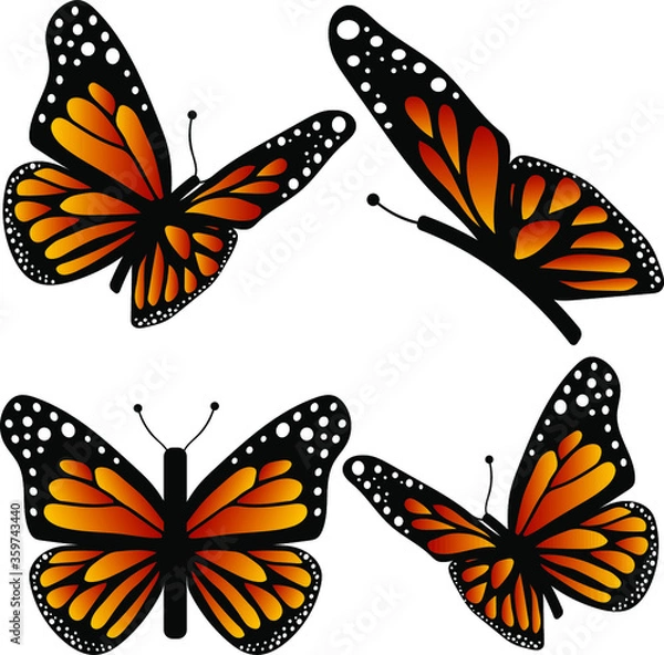 Obraz Vector set, 4 monarch butterflies