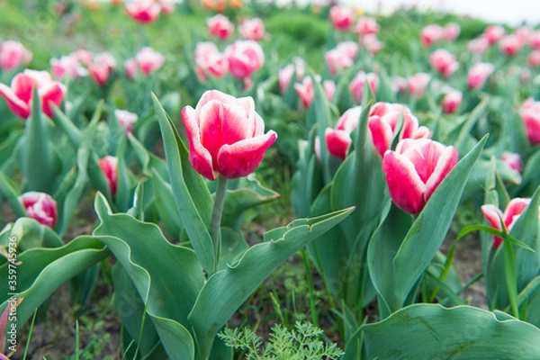 Fototapeta Piece of nature. Floral banner for floristry shop. pink field of tulips, Netherlands. bulb field in springtime. harmony in meditation. Beautiful pink tulip fields. Holland during spring