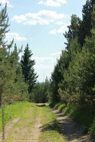 Fototapeta landscape with trees