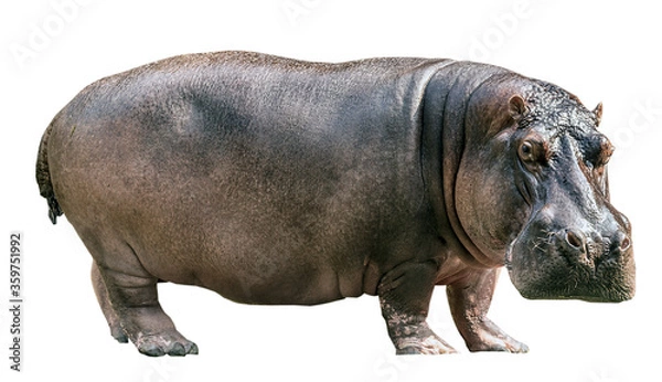 Obraz Hippopotamus isolated on white background
