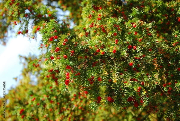 Obraz Eibe - Taxus baccata