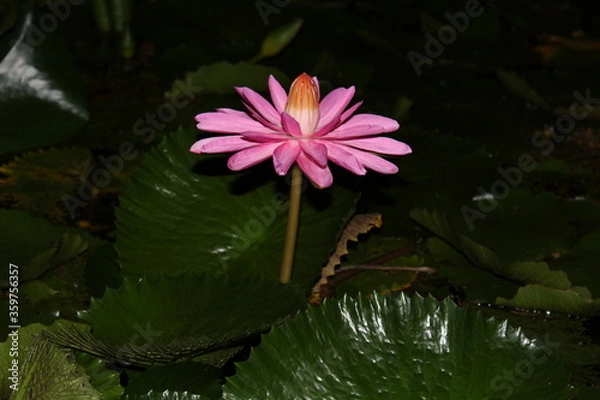Obraz pink water lily