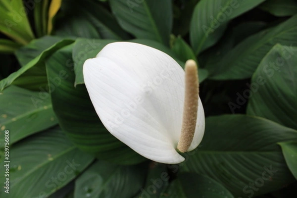 Obraz white calla lilies