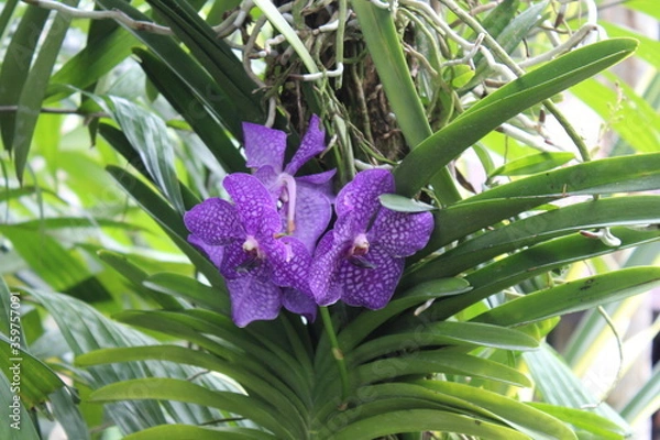 Obraz purple iris flower