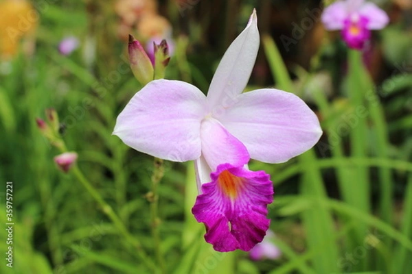 Obraz purple crocus flowers