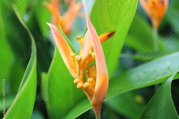 Obraz orange lily flower