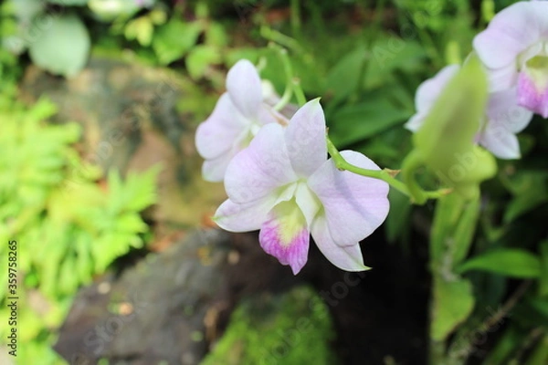 Obraz pink and white flowers