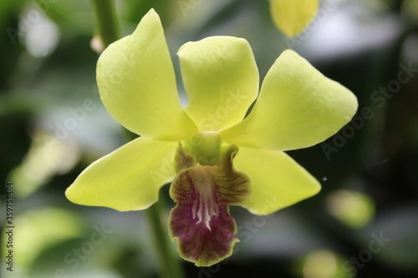 Obraz yellow orchid flower