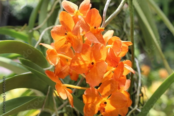 Obraz orange tiger lily