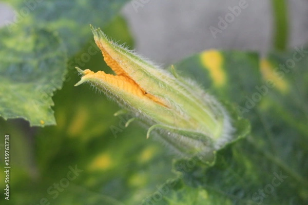 Fototapeta flower with open mouth