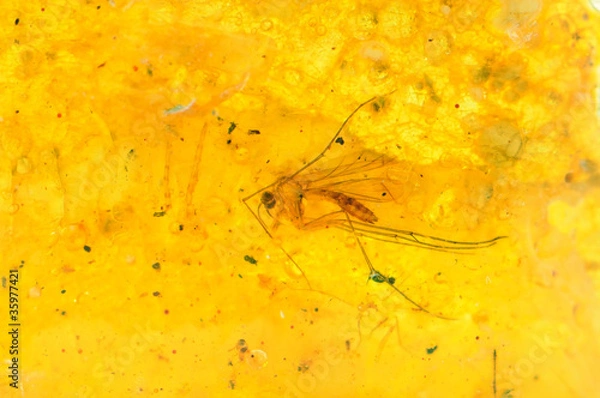 Obraz moustique dans de l'ambre