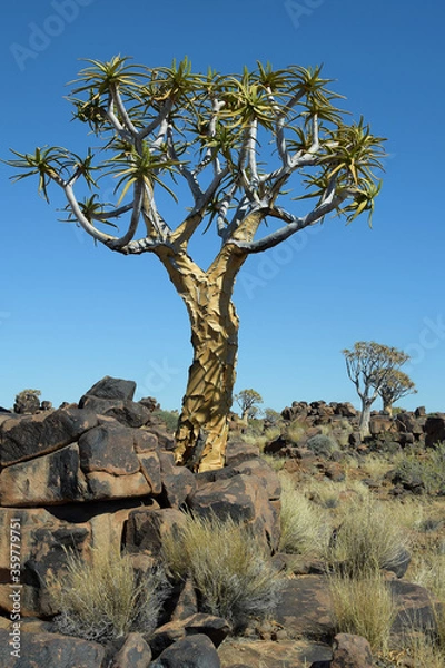 Obraz QUIVER TREES IN THE KALAHARI DESERT IN NAMIBIA