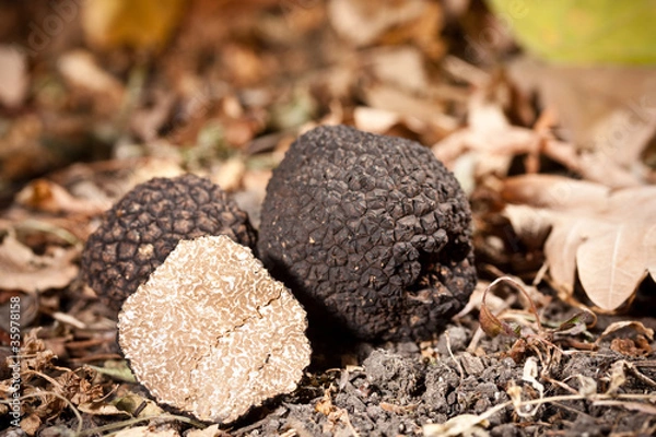 Fototapeta Black truffles