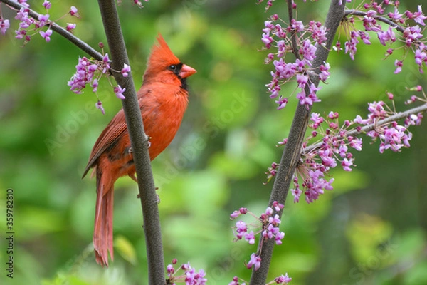 Obraz Cardinal on a Japanese Cherry Tree