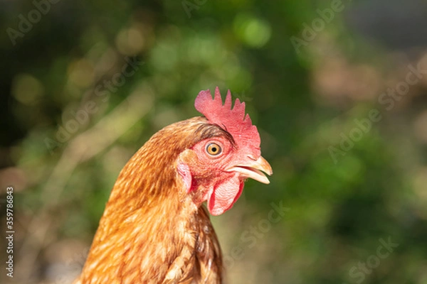 Obraz Red-headed laying hen free