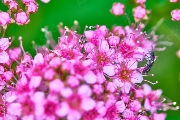 Fototapeta Beetle sits on beautiful flowers color macro