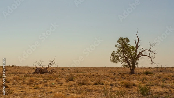 Obraz Isolated trees in barren, harsh, prairie landscape