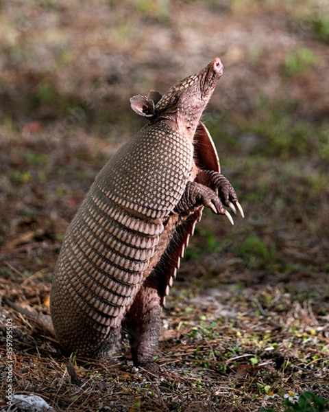 Fototapeta Armadillo Stock Photos.  Image. Portrait. Picture. Armadillo close-up profile view standing on its back legs and looking towards the sky in the field in its surrounding and environment.