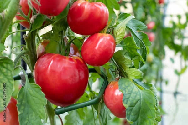 Fototapeta Group of beef tomatoes ripen in the bushes in a greenhouse