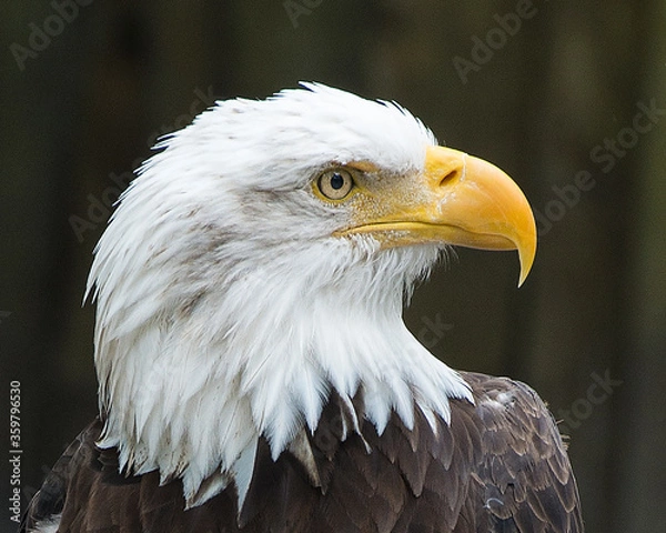 Obraz Bald Eagle Stock Photos.  Bald Eagle head close-up portrait. Picture. Image. Blur background. Looking to the right side.