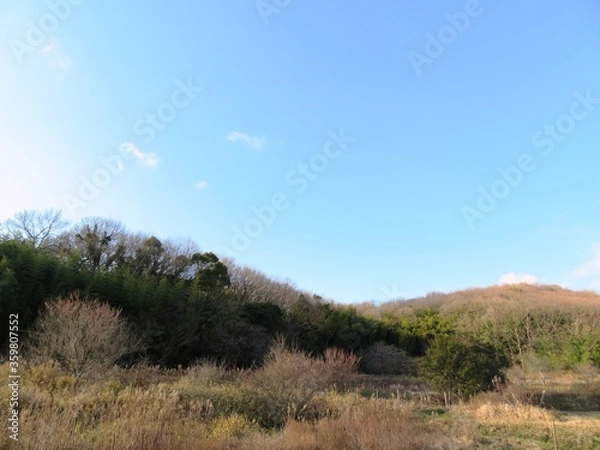 Obraz 日本の田舎の風景　2月　山の木々と青空
