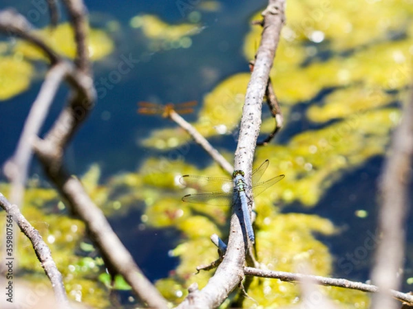 Obraz Eastern Pondhawk Dragonfly overlooking Pond