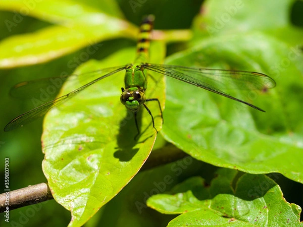 Obraz Dragonfly - Eastern Pondhawk on a Leaf