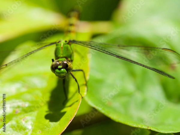 Obraz Dragonfly - Eastern Pondhawk