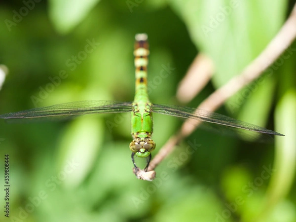 Obraz Eastern Pondhawk Dragonfly on a Branch