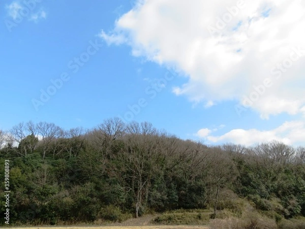 Fototapeta 日本の田舎の風景　2月　早春の山の木々と青空