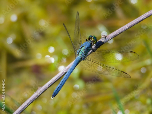 Obraz Dragonfly - Eastern Pondhawk - Wings Forward