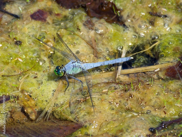 Obraz Dragonfly - Eastern Pondhawk - Resting on Algae