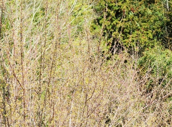Fototapeta 日本の田舎の風景　2月　花　山茱萸の蕾