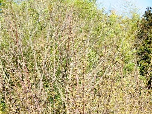 Fototapeta 日本の田舎の風景　2月　花　山茱萸の蕾