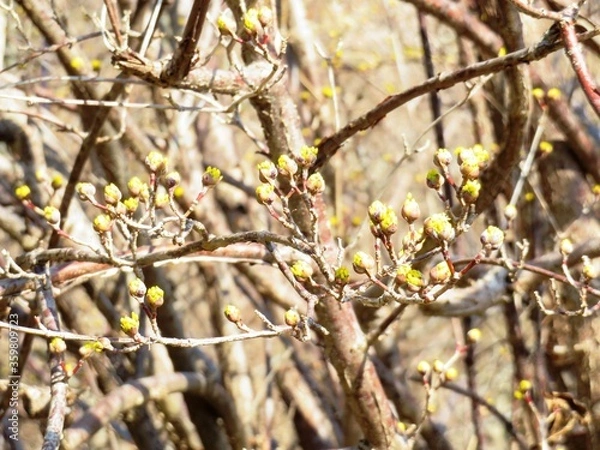 Fototapeta 日本の田舎の風景　2月　花　山茱萸の蕾