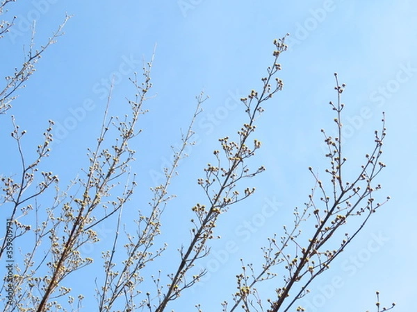 Fototapeta 日本の田舎の風景　2月　花　山茱萸の蕾