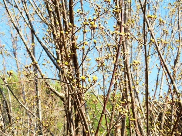 Fototapeta 日本の田舎の風景　2月　花　山茱萸の蕾