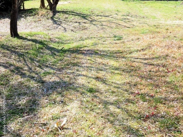 Fototapeta 日本の田舎の風景　2月　梅の木の木陰